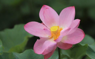 思齐芙蓉的待遇究竟如何？