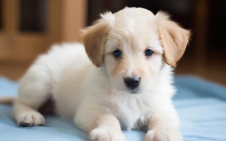 pets怎么报考
