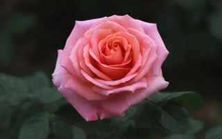 月季花如何进行生动的比喻描述？