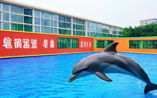 南通海豚教育怎么样，南通海豚教育的质量如何？