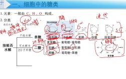 糖类思维导图，核心框架与关键知识点梳理？