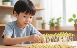 小学生如何成功种出豆芽？