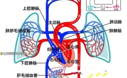 哪个内脏是运输血液的？