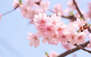 如何撰写关于‘春的随想’的文章？