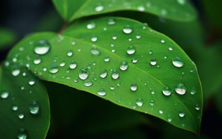 雨的四季语言怎么样