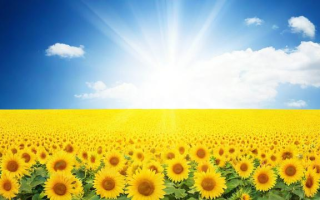 太阳用英文怎么说（正在晒太阳用英文怎么说）