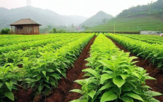 中草药种植研究生的研究方向和成果有哪些？