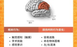 大脑思维功能究竟如何运作？