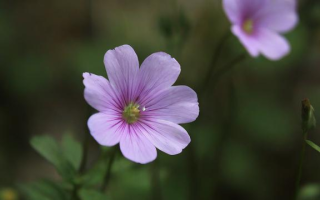 微风吹来，花朵怎么样？