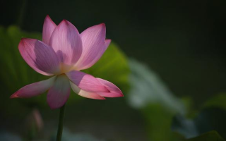 花之咏效果如何？真实使用体验分享