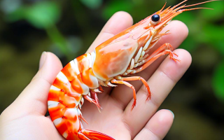 助考之星怎么样