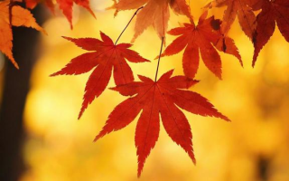 枫叶怎么样描写（枫叶怎么样描写句子）
