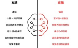 右脑左脑思维，如何协同互补？