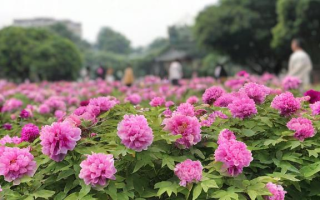 成都心田花开教育靠谱吗？真实评价与体验分享