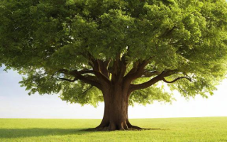 How to Say Tree in English?