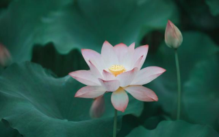 今年莲花高考怎么样，今年的莲花高考表现如何？