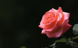 花之咏怎么样（《花之咏》）