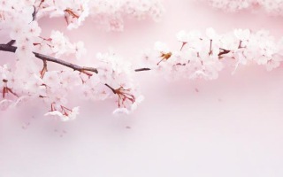 樱花的日语怎么说？