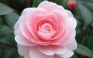 花在日语中应该如何表达？