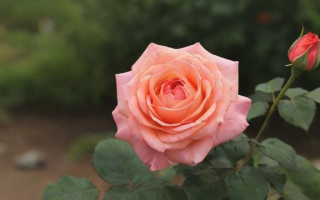 如何用贴切词语形容月季花的色彩、姿态与芬芳？