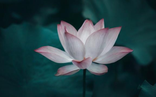 How to say 荷花 in English?