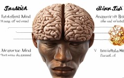 思维为何分四种脑？各有何独特作用？