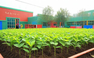 青苗幼儿园教育质量如何，家长口碑怎样？