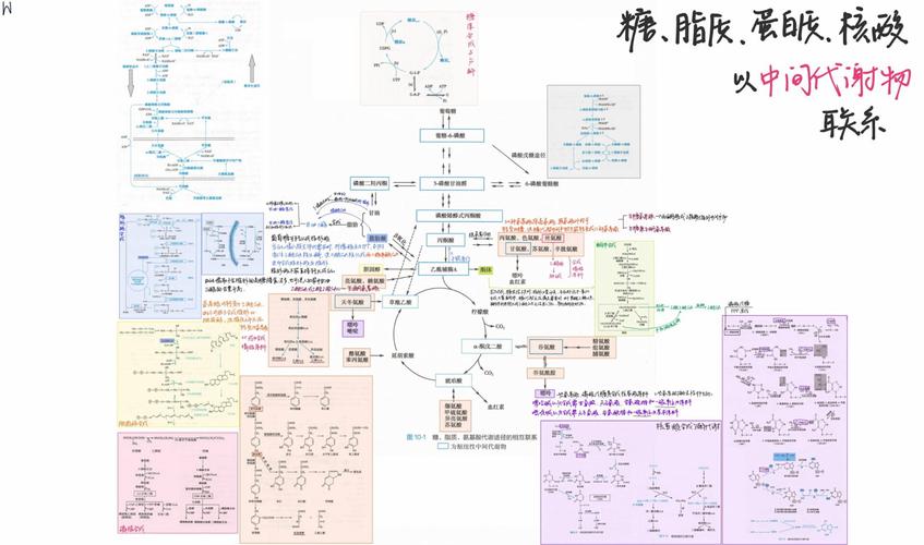 磷酸甘油参与生化途径有哪些？-图3