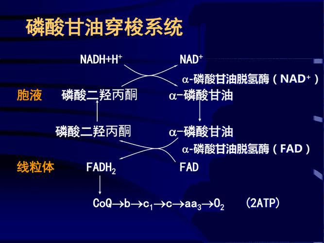 磷酸甘油参与生化途径有哪些？-图1