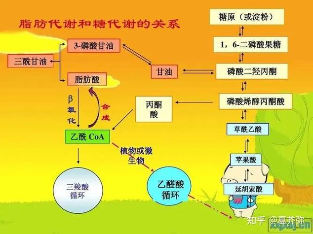 磷酸甘油参与生化途径有哪些？-图2