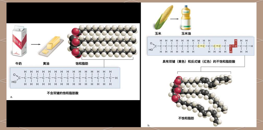 脂肪酸分子有哪些？-图2