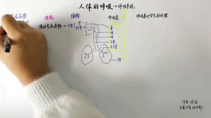 思维与呼吸，如何相互影响？-图3