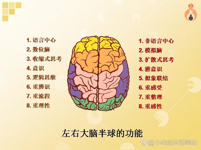 左右脑思维图如何揭示思维差异?-图2 左右脑思维图如何揭示思维差异?-图2
