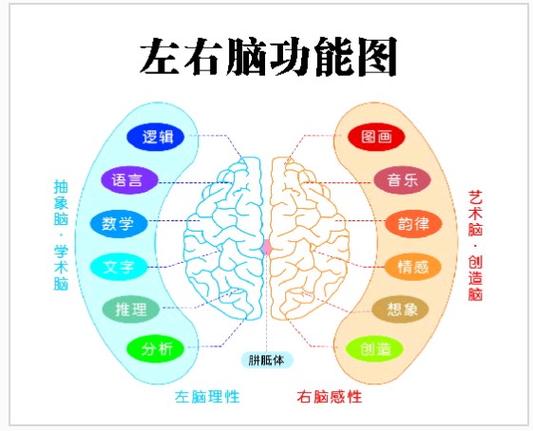 左右脑思维图如何揭示思维差异?-图1 左右脑思维图如何揭示思维差异?-图1