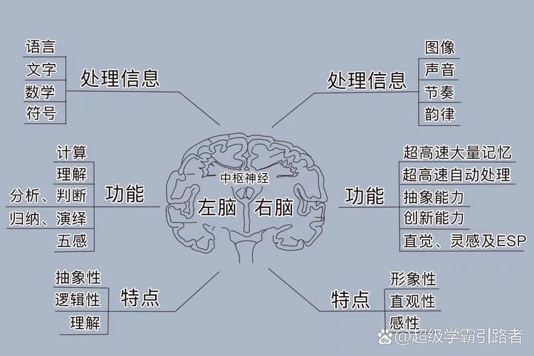左右脑思维图如何揭示思维差异?-图3 左右脑思维图如何揭示思维差异?-图3
