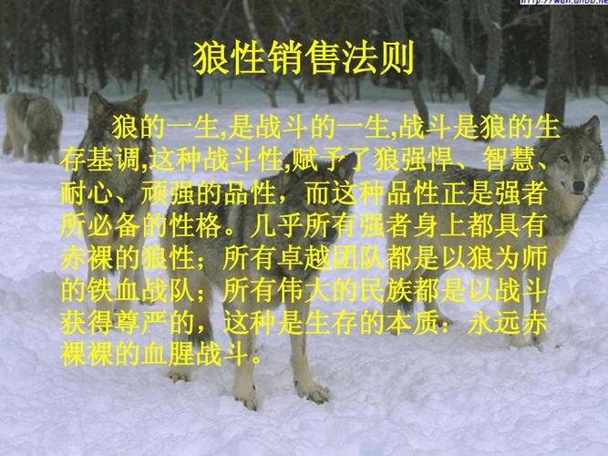 狼性销售思维是高效还是内耗？-图3