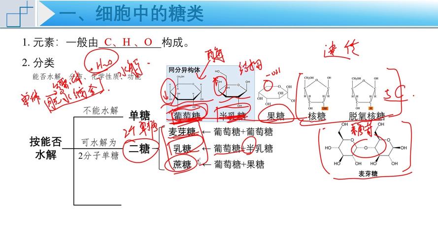 糖类思维导图，核心框架与关键知识点梳理？-图1