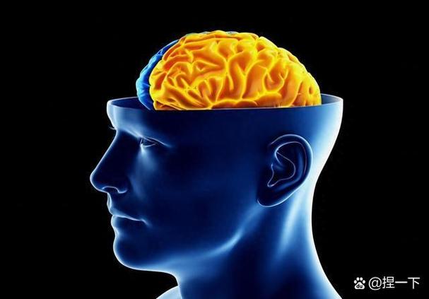 全脑思维的人-图3 全脑思维的人-图3