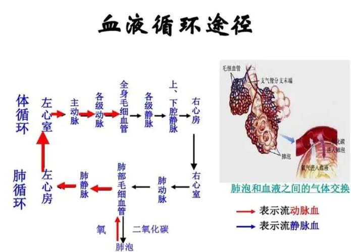 哪个内脏是运输血液的？-图2
