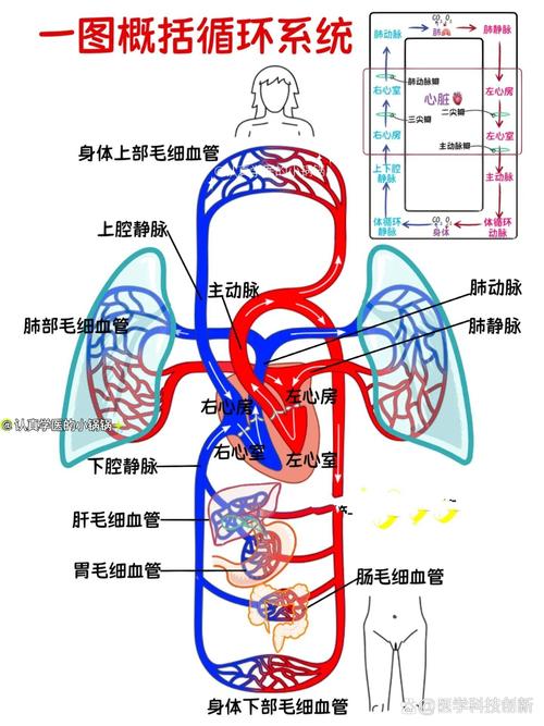 哪个内脏是运输血液的?-图1 哪个内脏是运输血液的?-图1