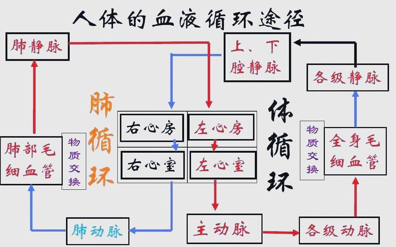 哪个内脏是运输血液的？-图3
