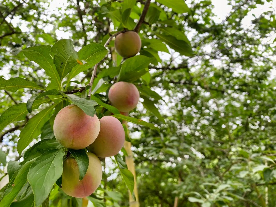 李树有何独特思维？-图1