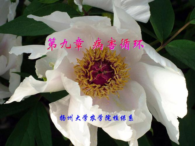 沈农植保学院录取分数线是多少?-图3 沈农植保学院录取分数线是多少?-图3