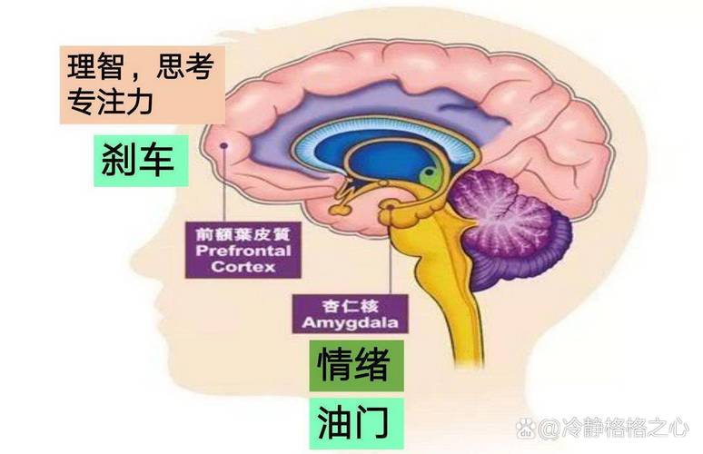 思维自动症是大脑不受控的自动驾驶吗?-图1 思维自动症是大脑不受控的自动驾驶吗?-图1