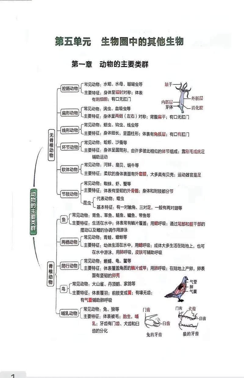 生物思维导图八上,如何构建高效知识体系?关键考点与记忆技巧有哪些?-图2 生物思维导图八上,如何构建高效知识体系?关键考点与记忆技巧有哪些?-图2