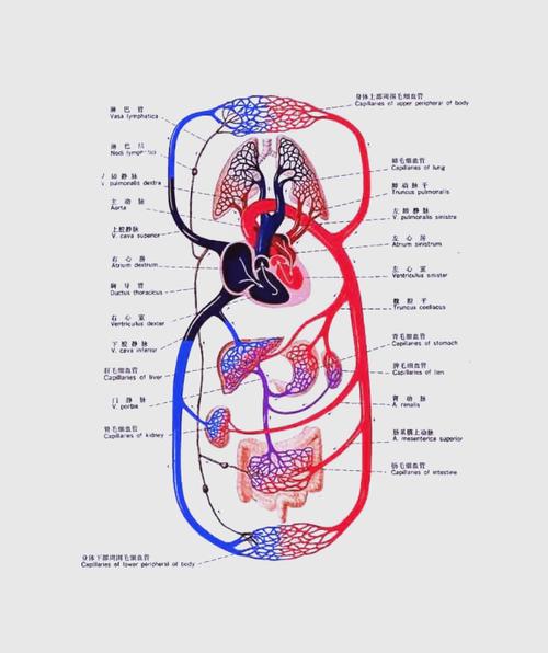 运动生理学教材选哪本专业好?-图3 运动生理学教材选哪本专业好?-图3