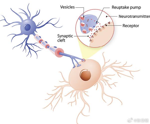 思维如何被多巴胺驱动?-图2 思维如何被多巴胺驱动?-图2