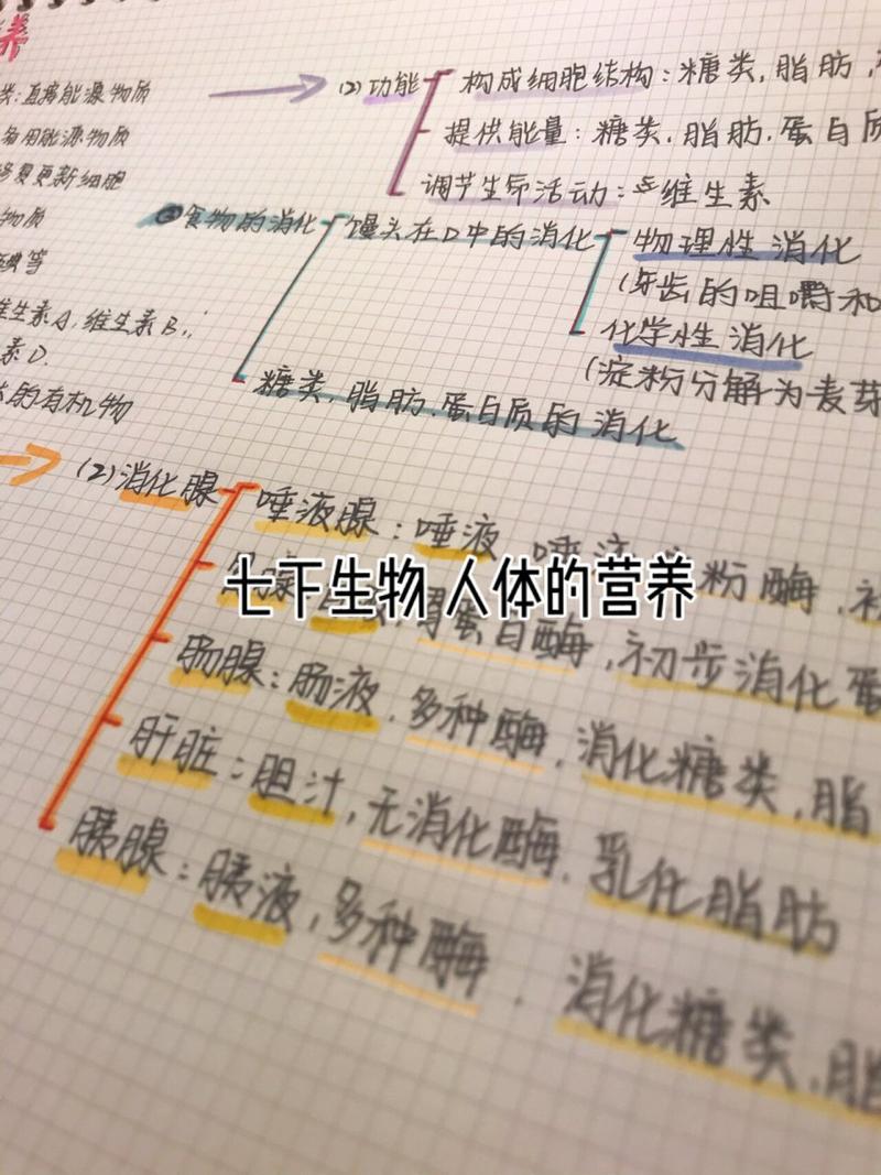 营养思维导图，怎么画才高效实用？-图3