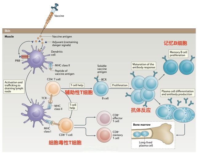 免疫学考研属于哪个学科-图2 免疫学考研属于哪个学科-图2