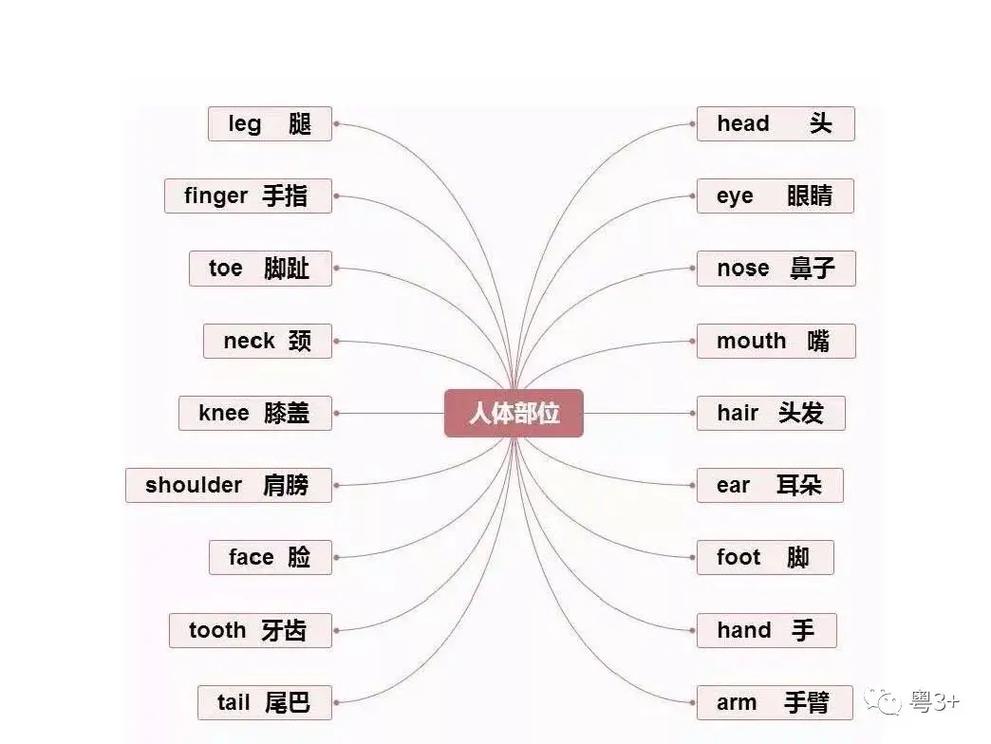 英语职业名称思维导图有哪些核心分类？-图3